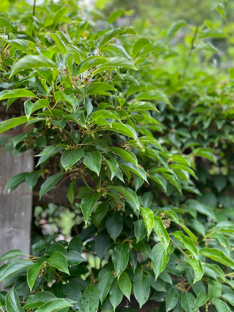 'Issai' Hardy Kiwi
