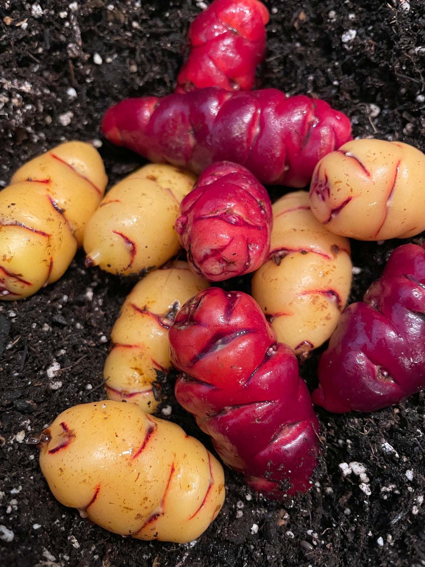 Oca