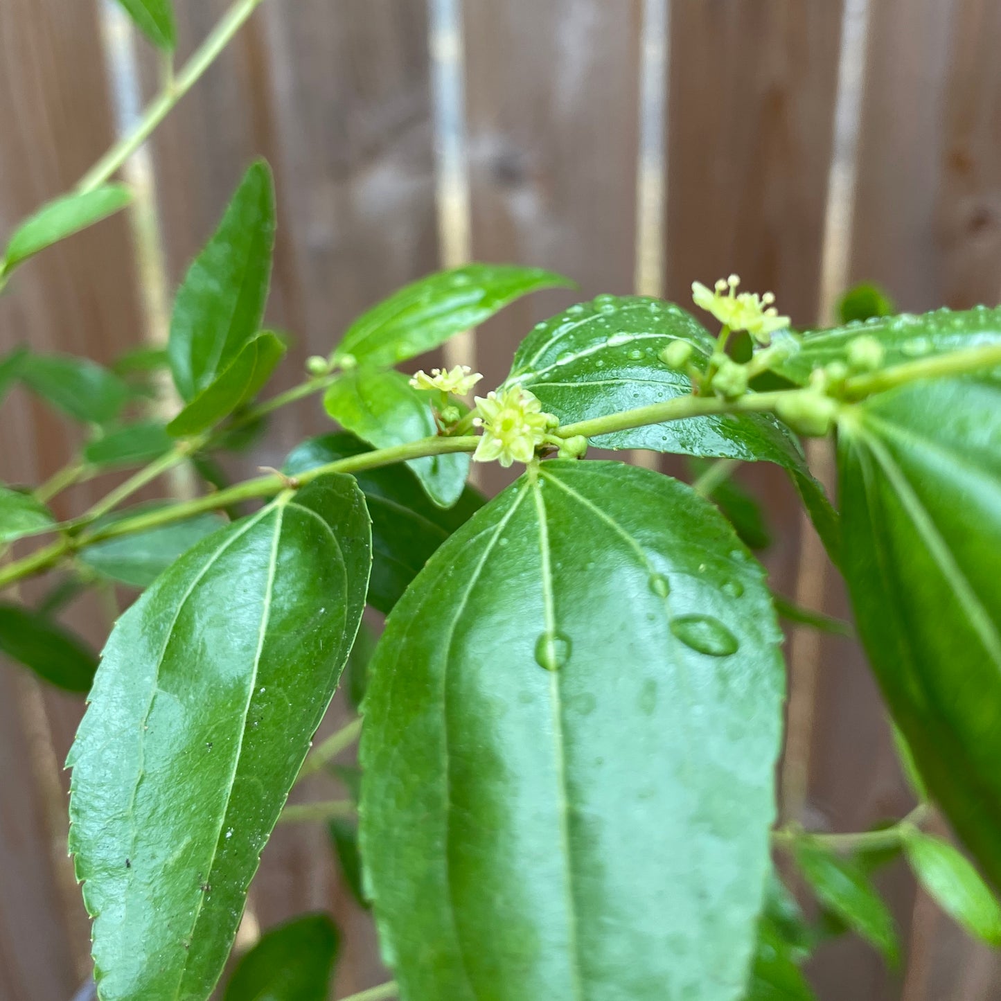 'ZigZag'™ Jujube