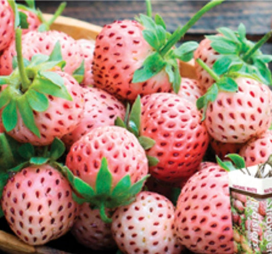 'Flamingo' Everbearing Strawberry