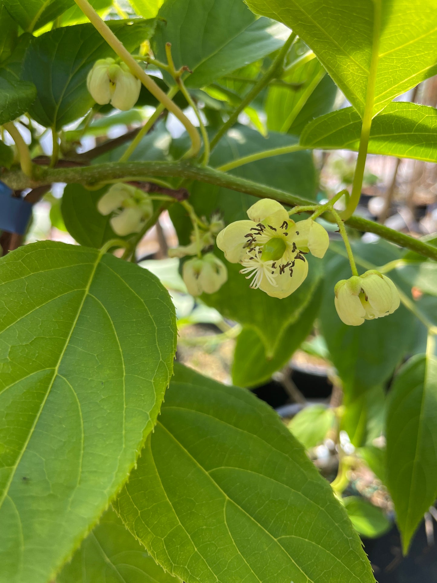'Issai' Hardy Kiwi