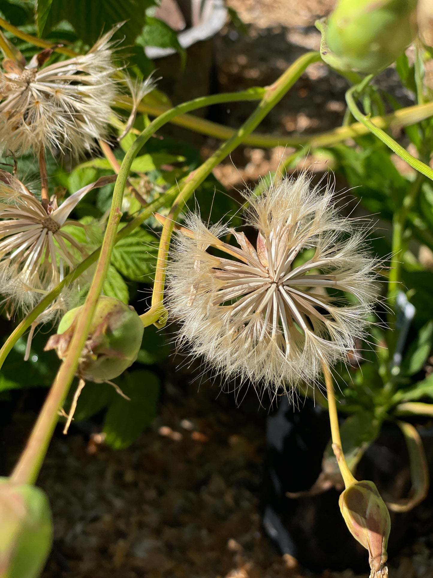 Black Salsify