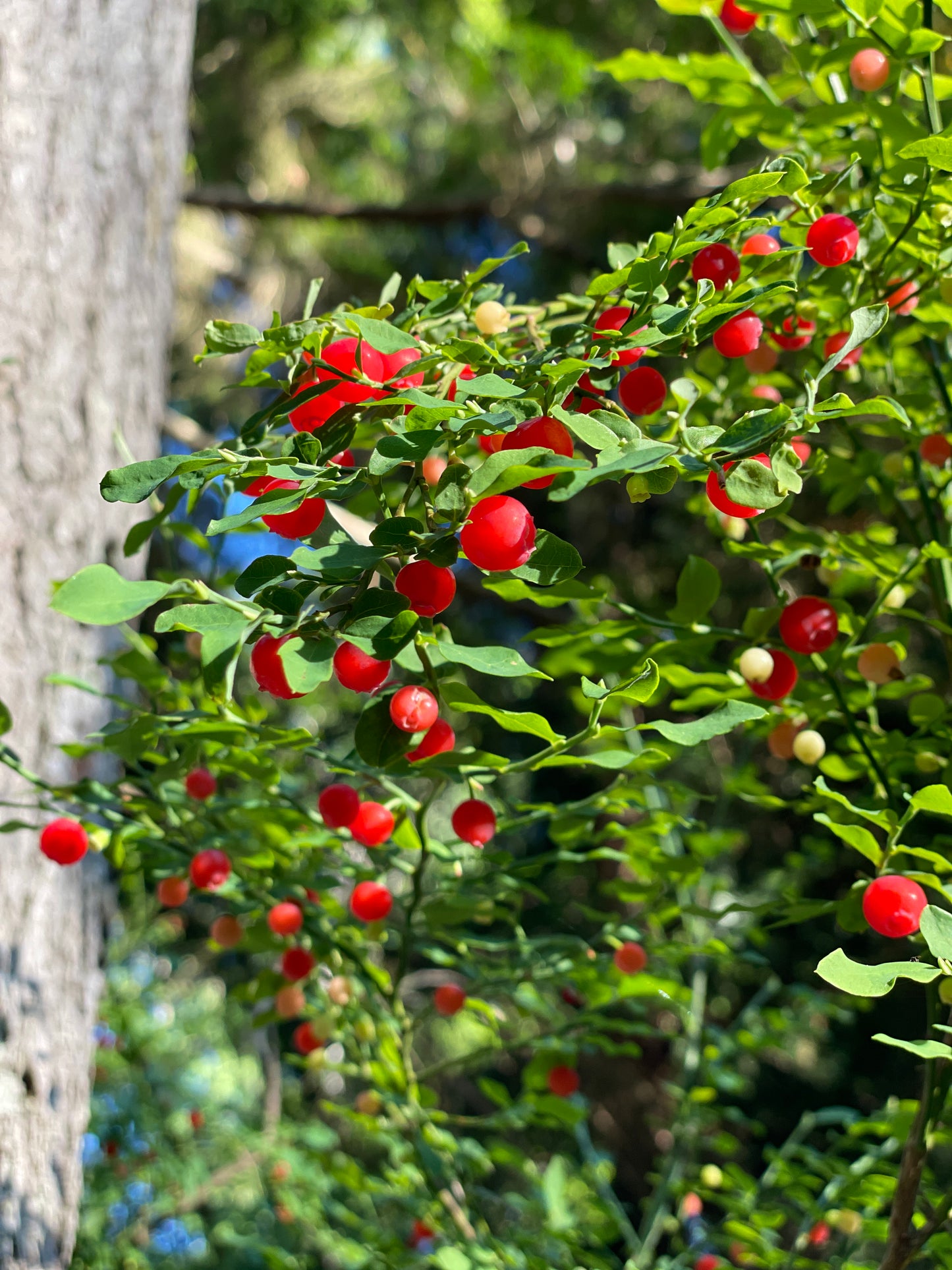 Red Huckleberry