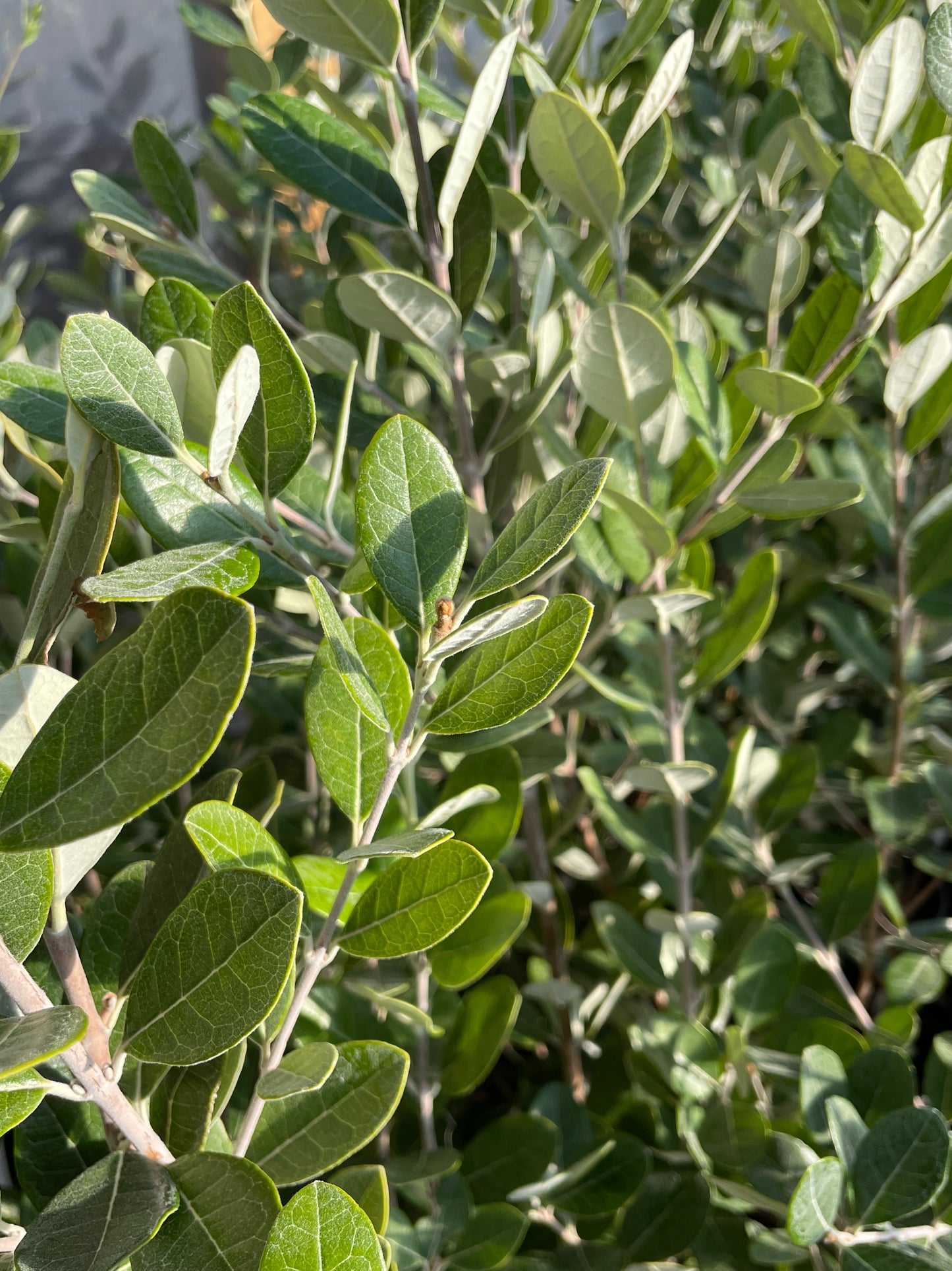 'Anatoki'™ Pineapple Guava (Feijoa)