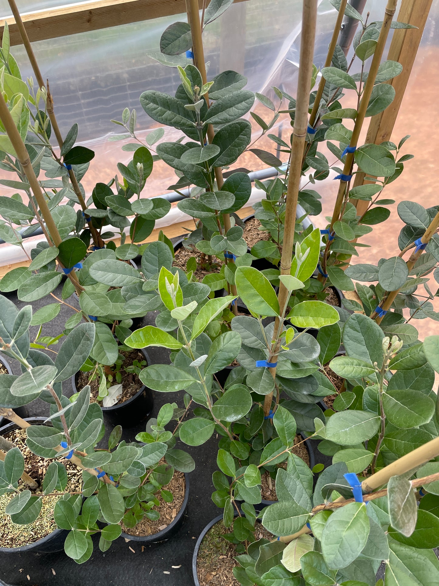 'Unique' Pineapple Guava (Feijoa)