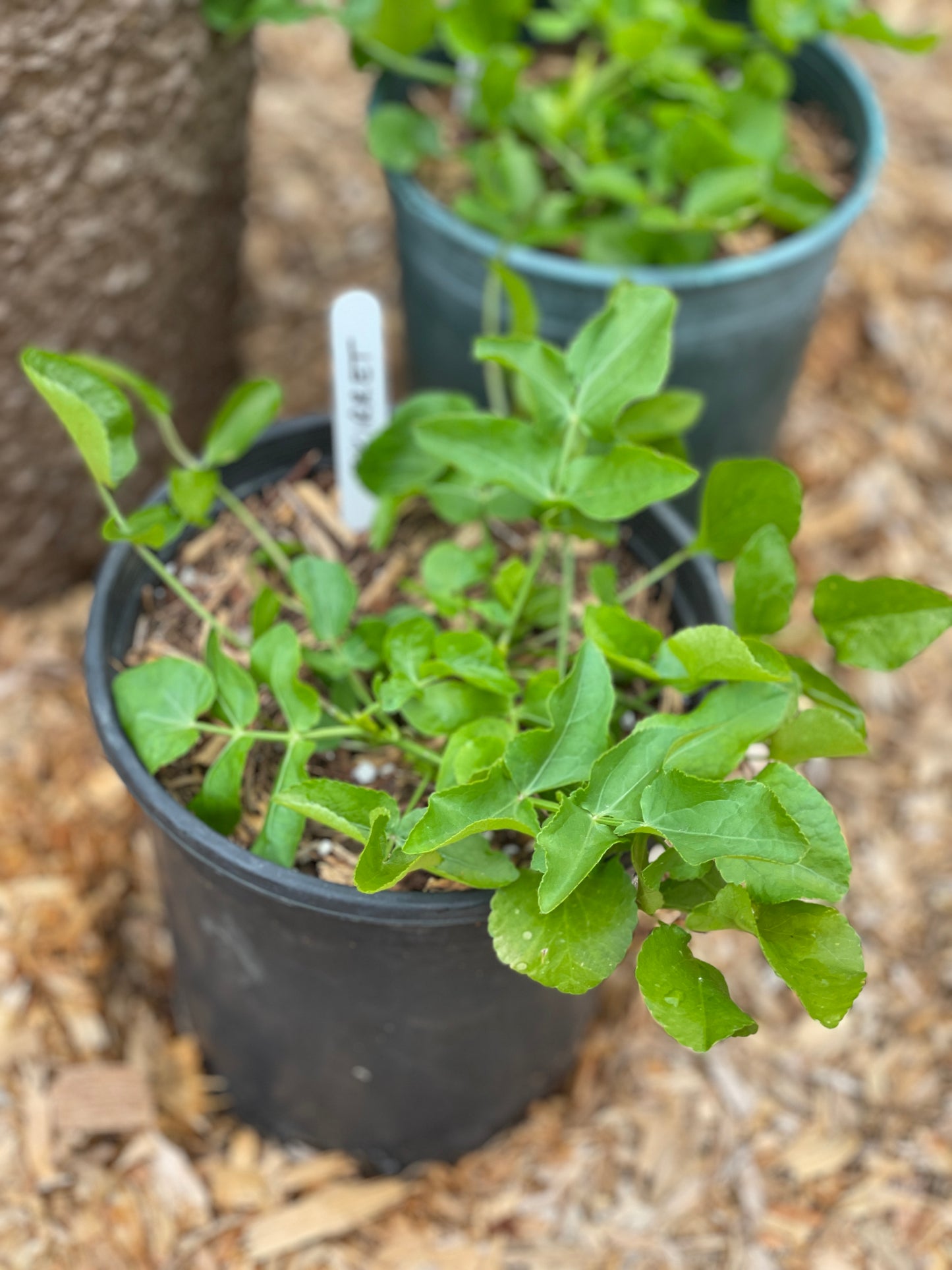 Skirret Plants