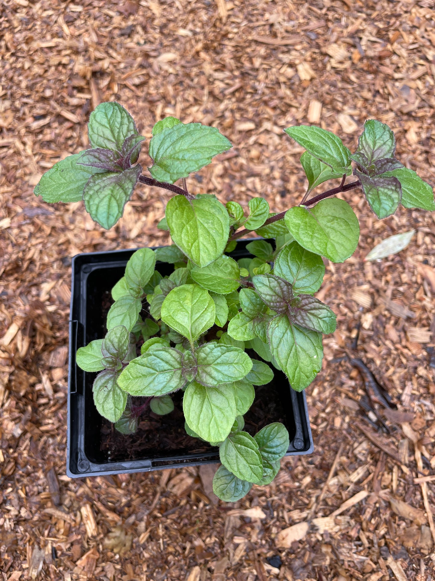 Blackcurrant Mint