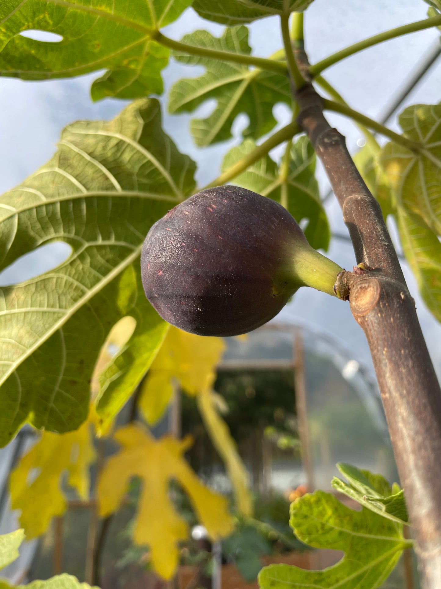 'Brown Turkey' Fig