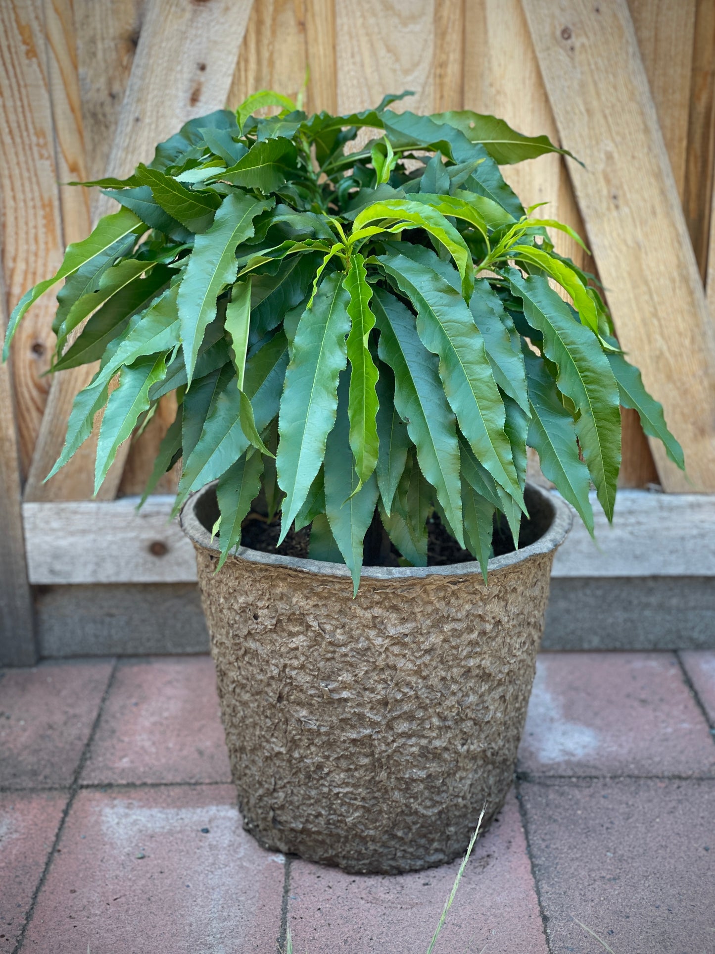 'Golden Prolific' Mini-Dwarf Nectarine