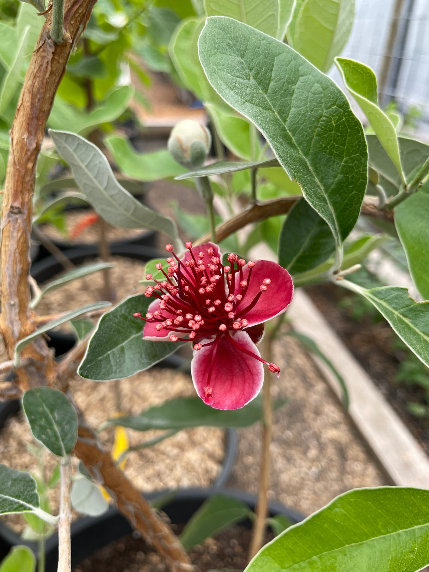 'Unique' Pineapple Guava (Feijoa)