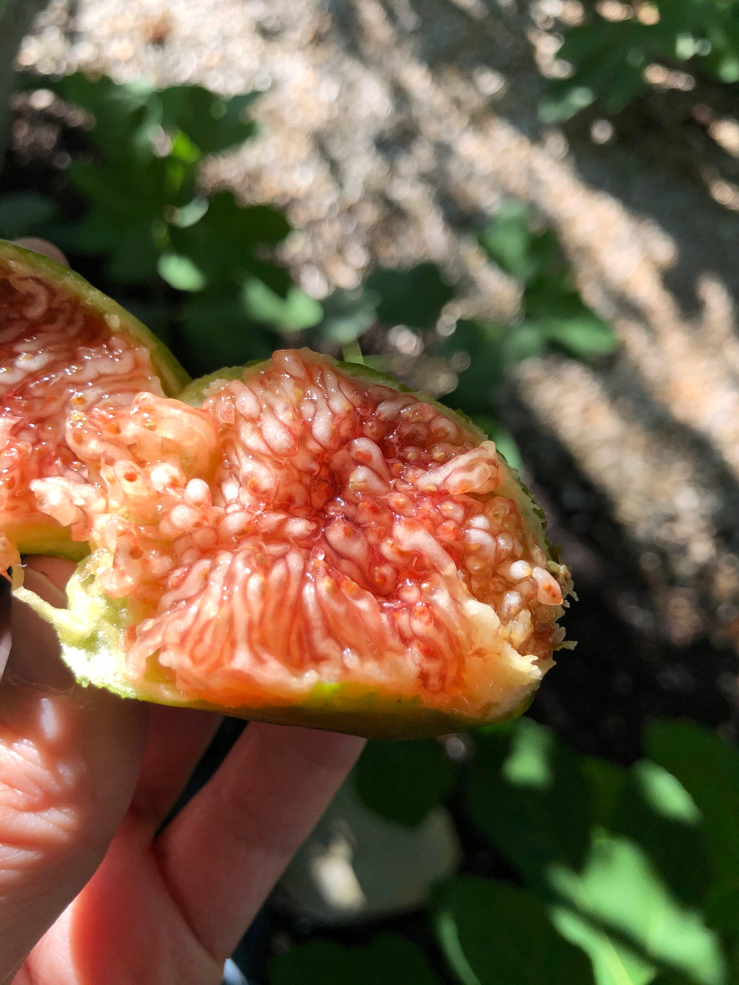 'Desert King' Fig