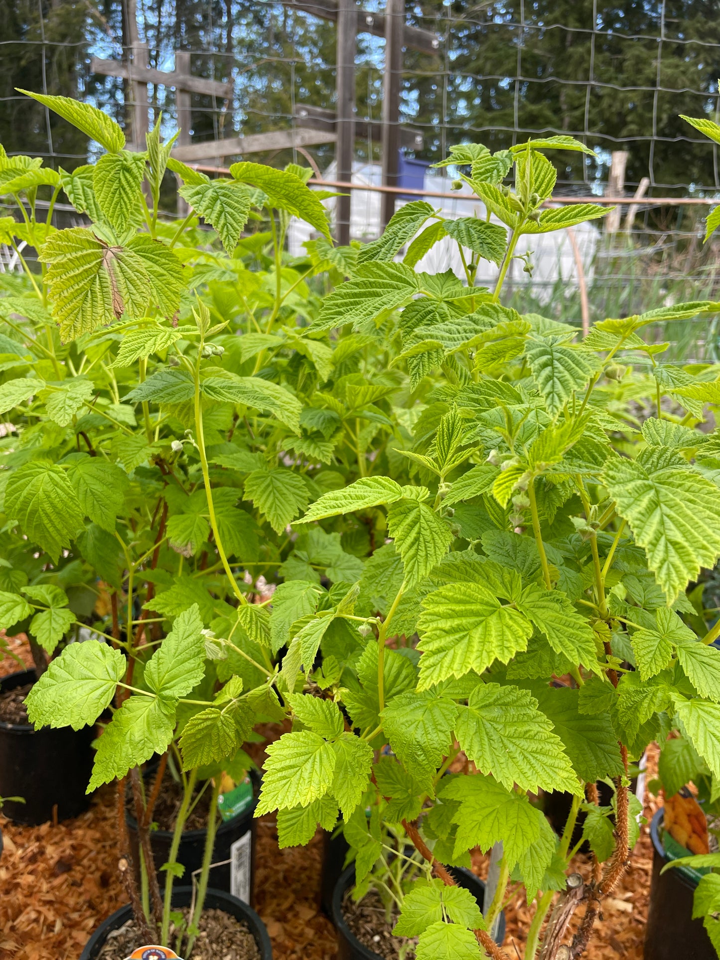'Fall Gold' Everbearing Raspberry