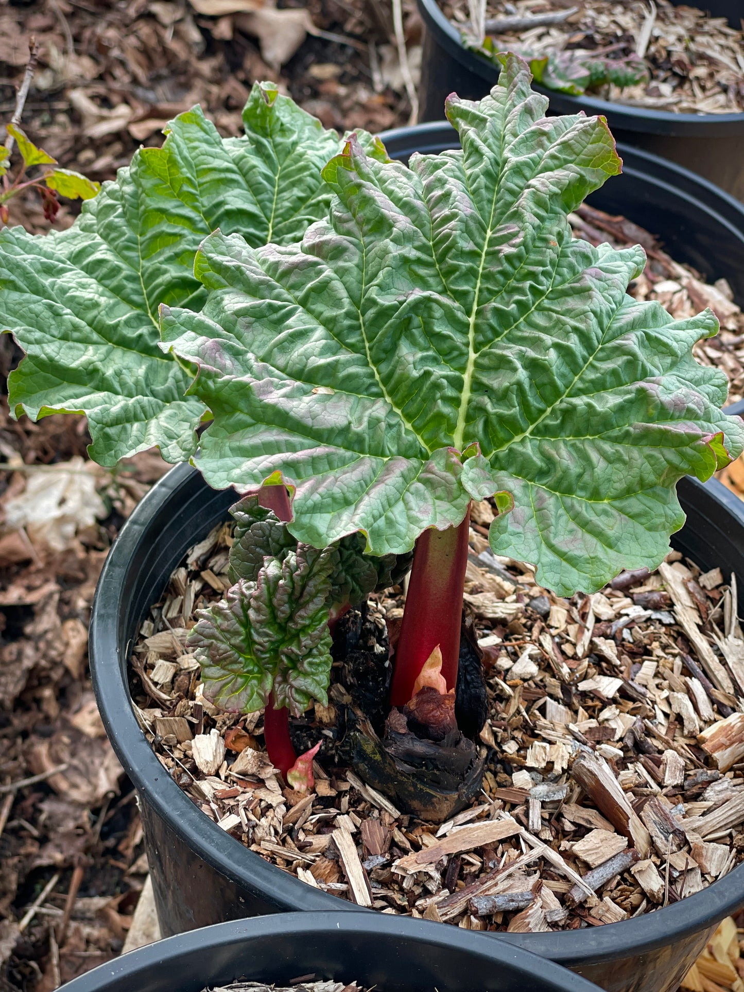 Heirloom Rhubarb Plants