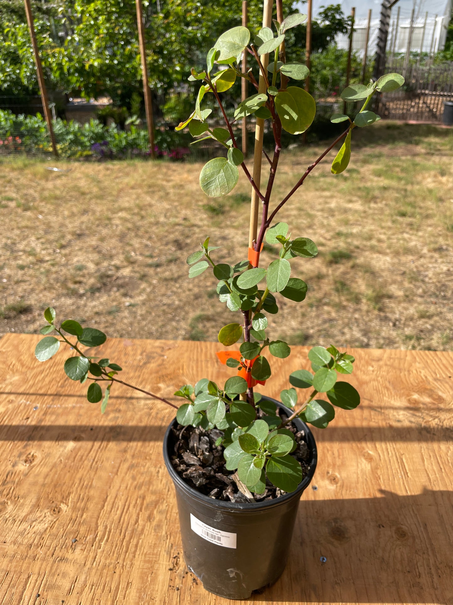 Caper Bush