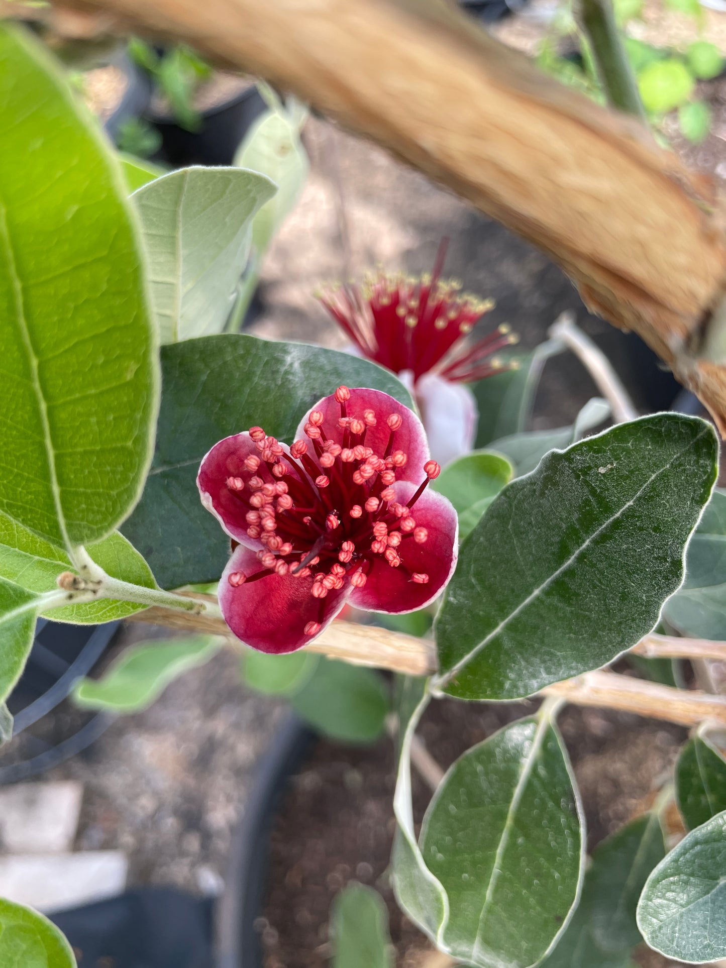 'Unique' Pineapple Guava (Feijoa)