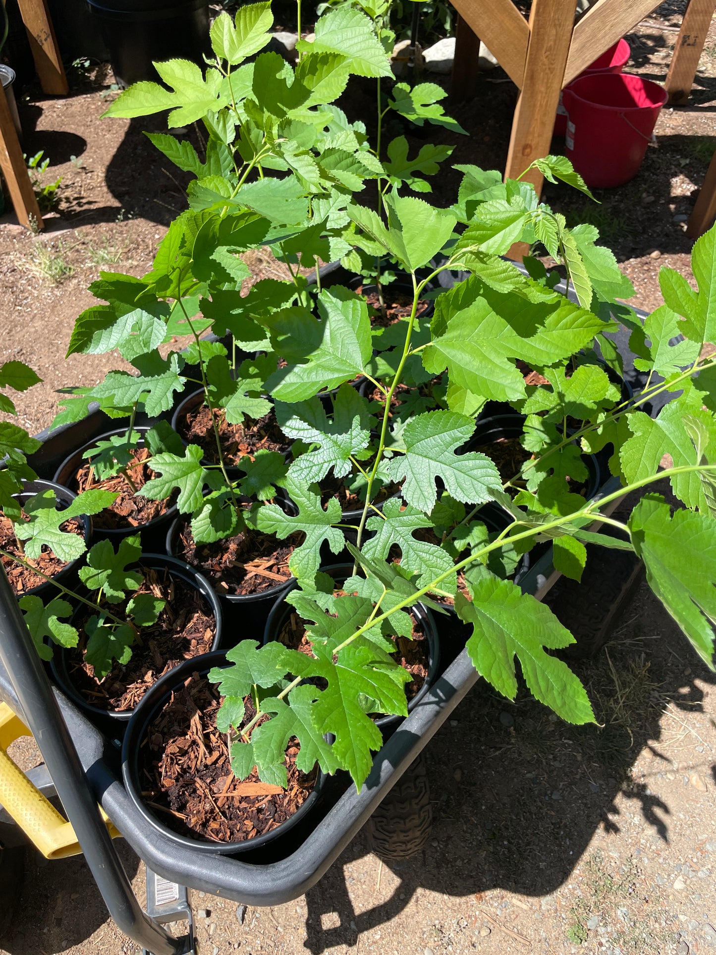 'Illinois Everbearing' Mulberry
