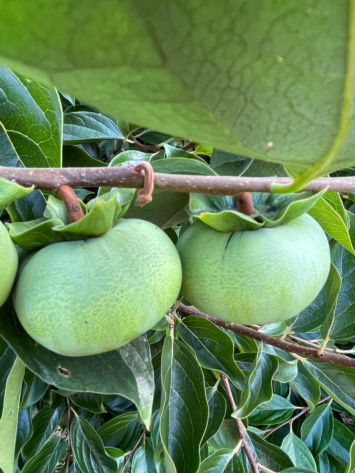 Phoenix™ Asian Persimmon