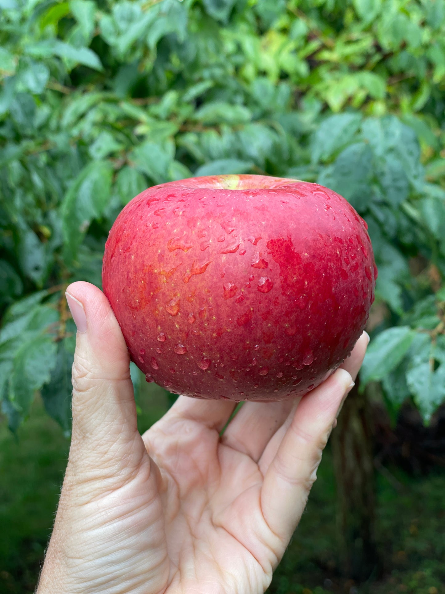 'Blushing Delight'™ Columnar Apple