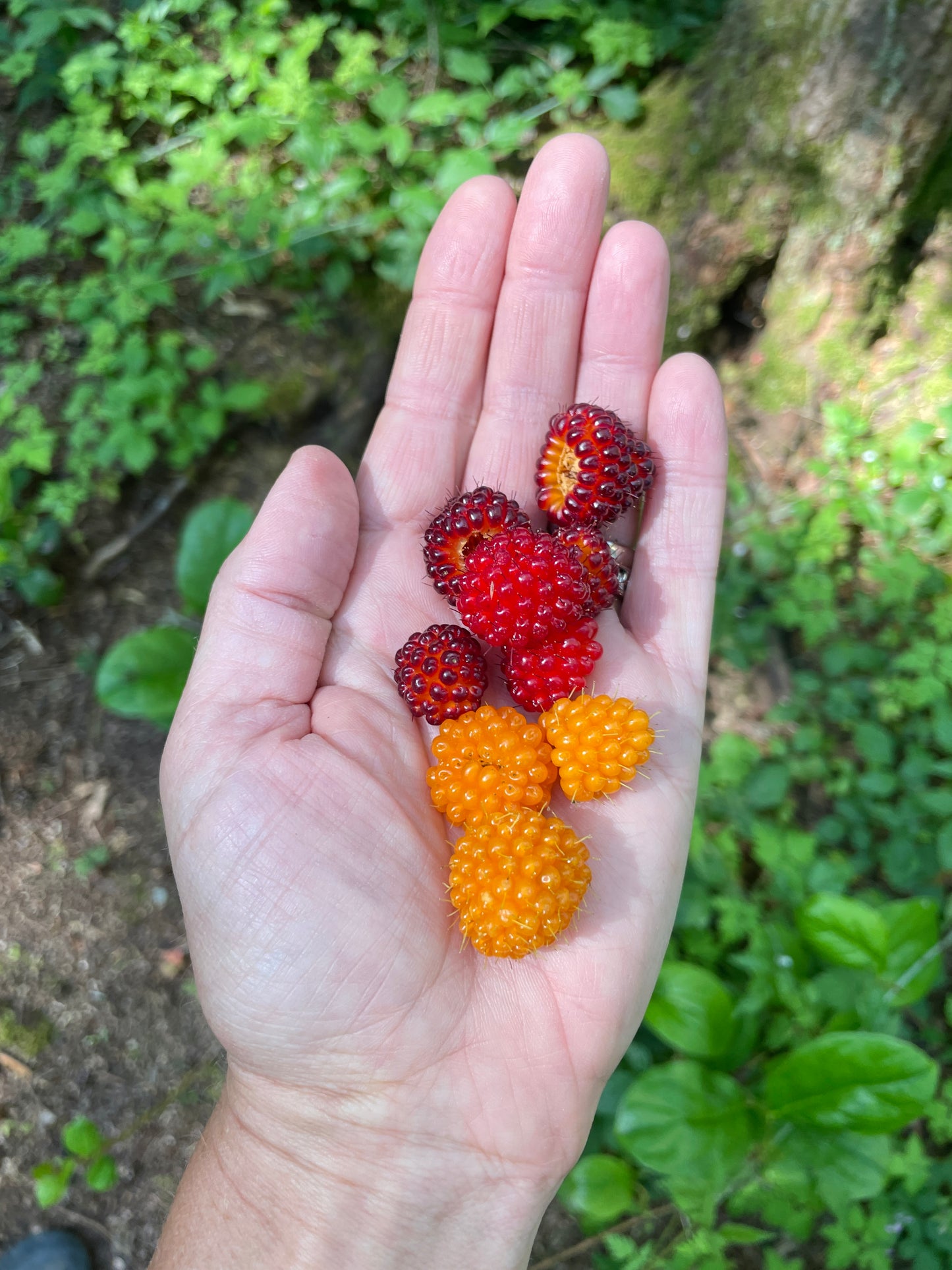 Salmonberry Plants