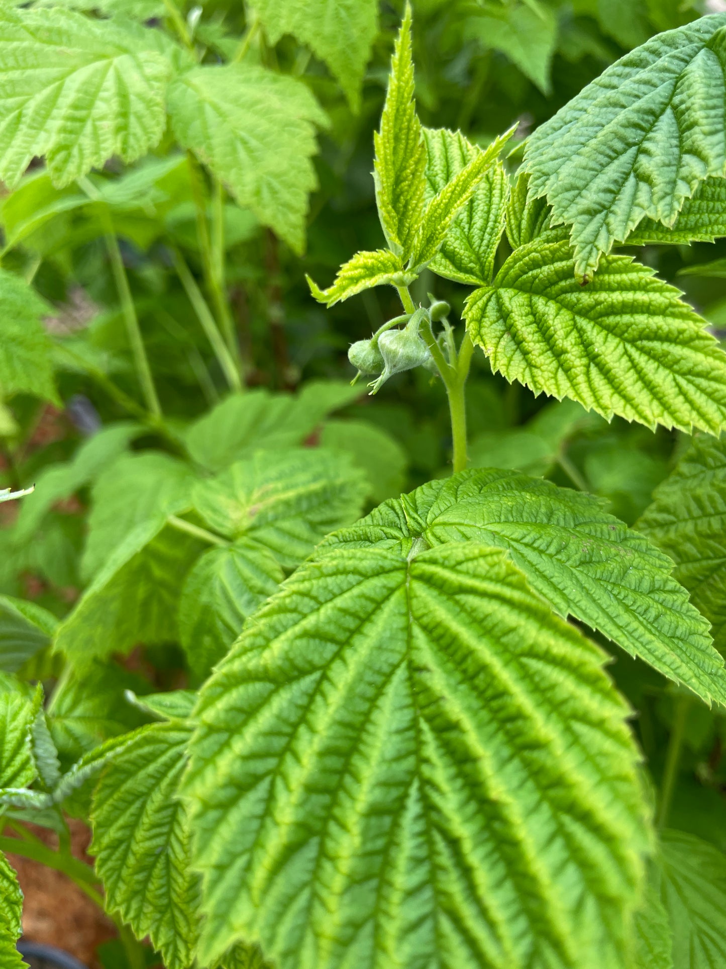 'Fall Gold' Everbearing Raspberry