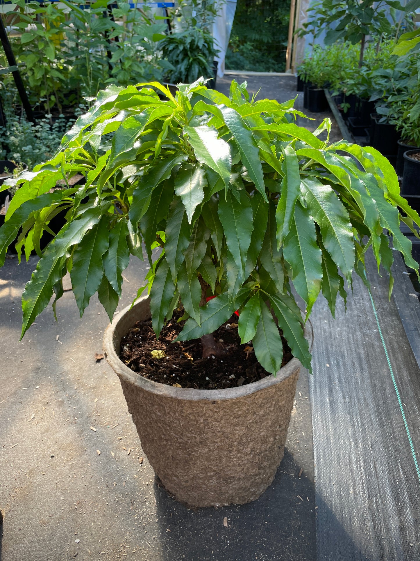 'Golden Prolific' Mini-Dwarf Nectarine