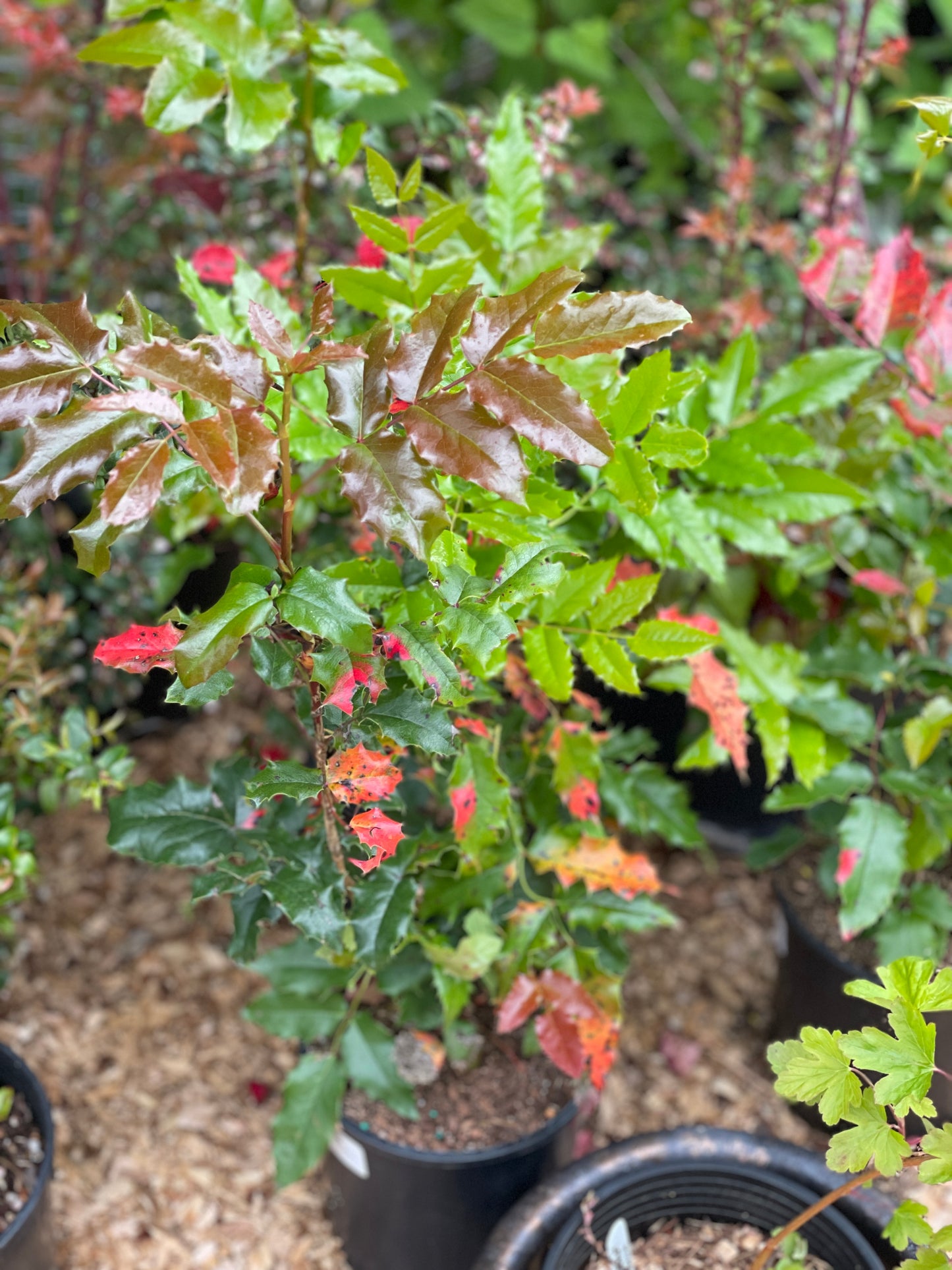 Tall Oregon Grape