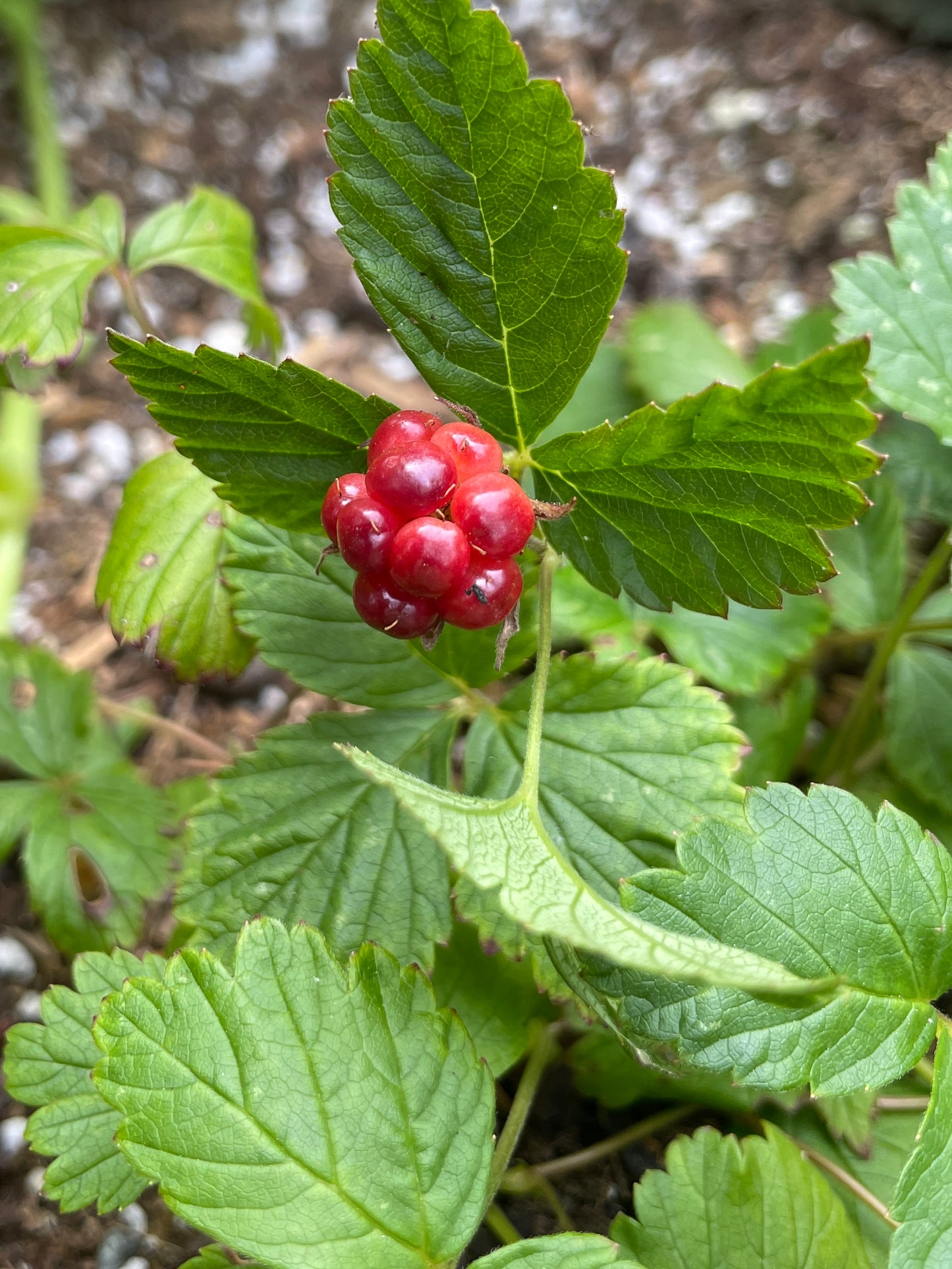Arctic (Nangoon) Raspberry Plants