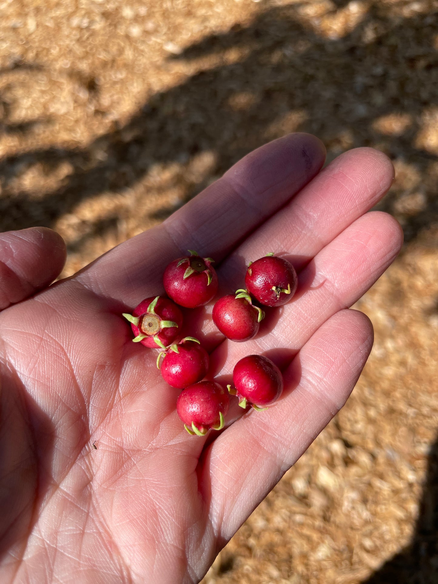 Chilean Guava