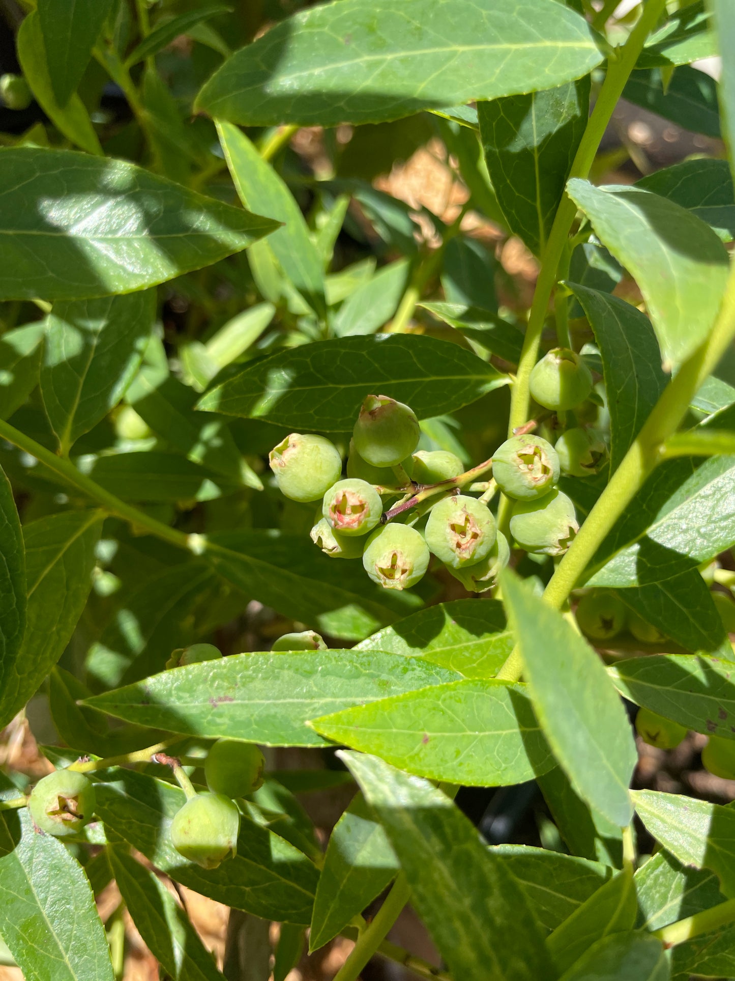 'Pink Lemonade' Blueberry