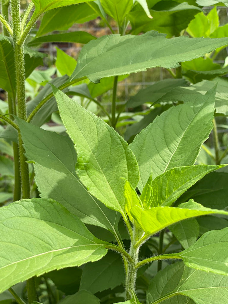Jerusalem Artichoke