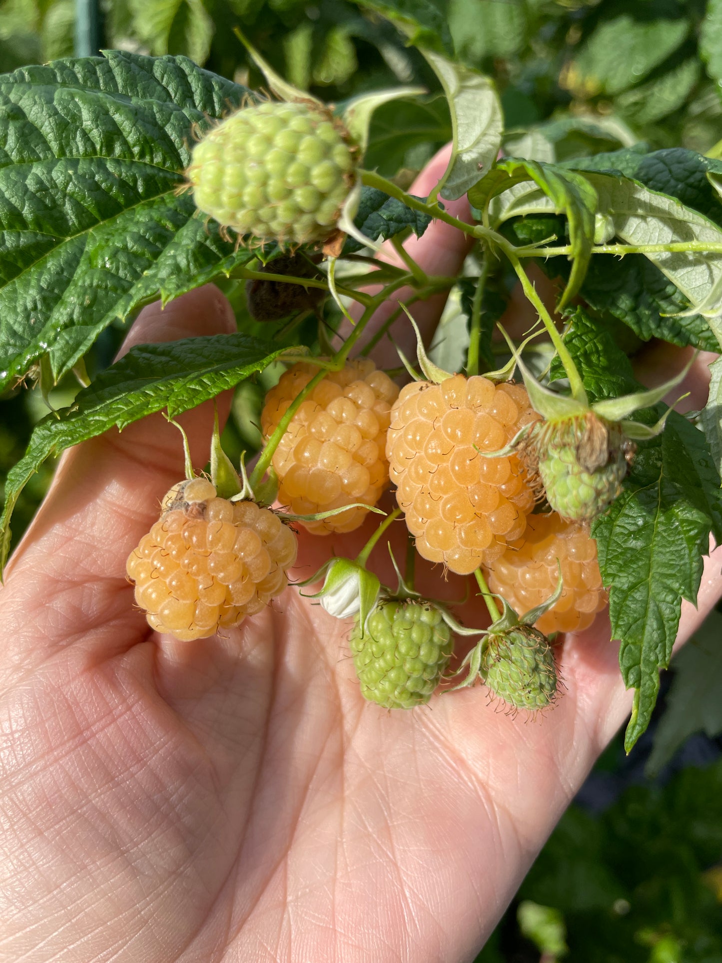 'Fall Gold' Everbearing Raspberry