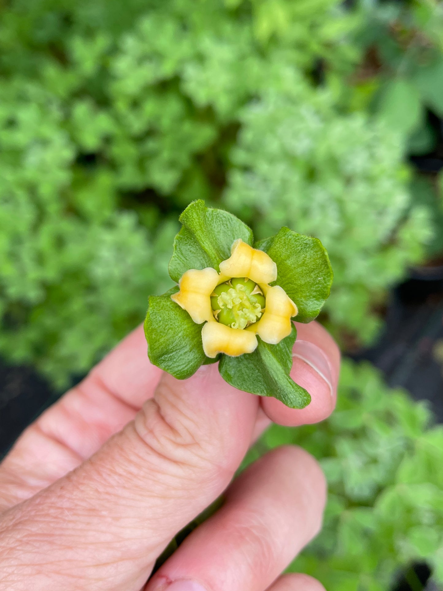 'Early Fuyu' Asian Persimmon