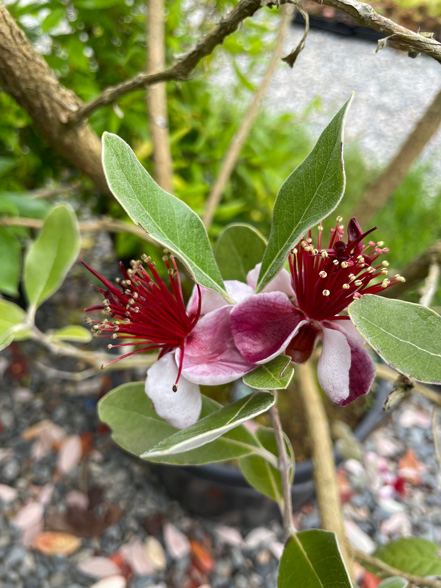 'Unique' Pineapple Guava (Feijoa)