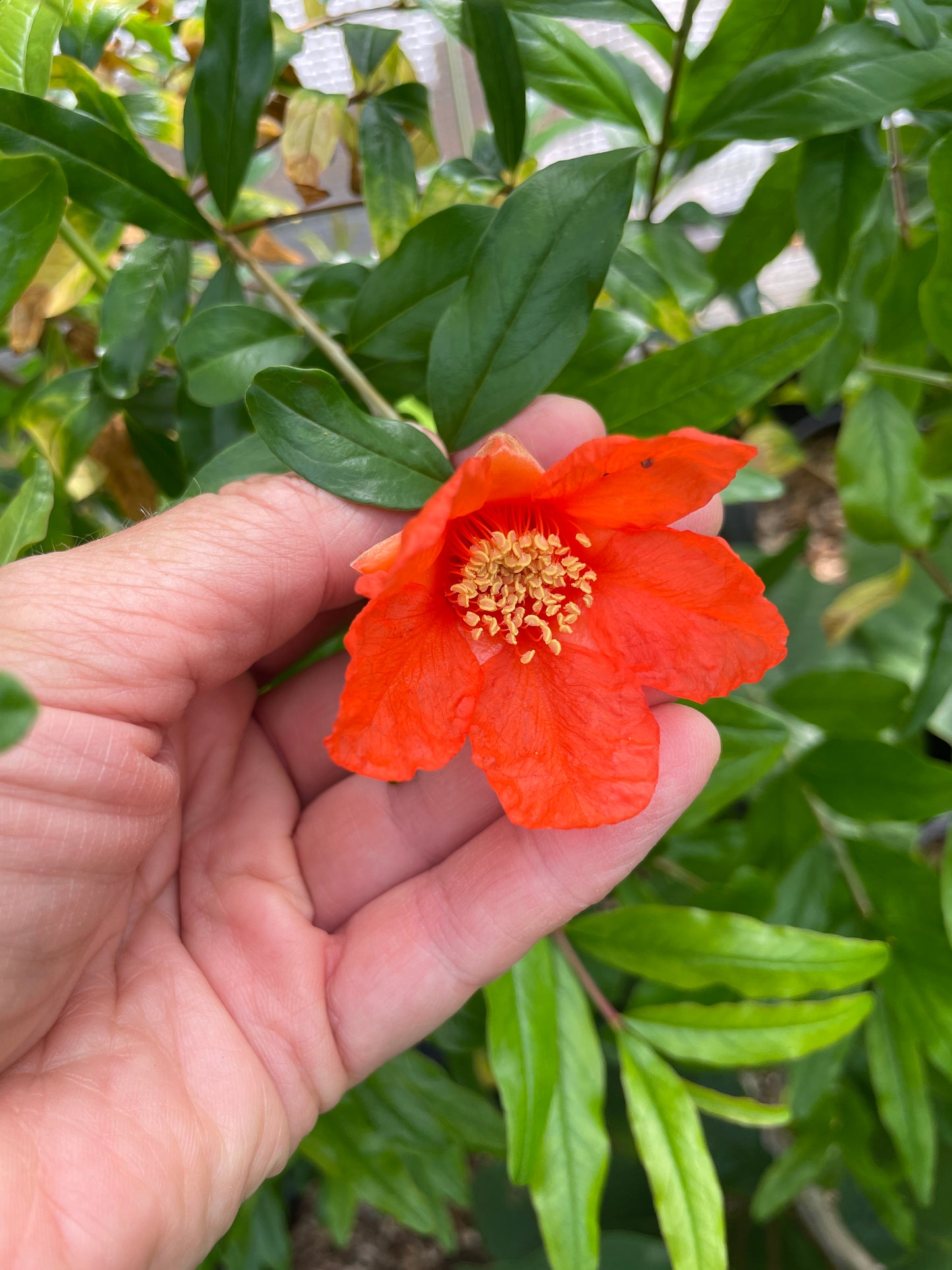 'Salavatski' Pomegranate