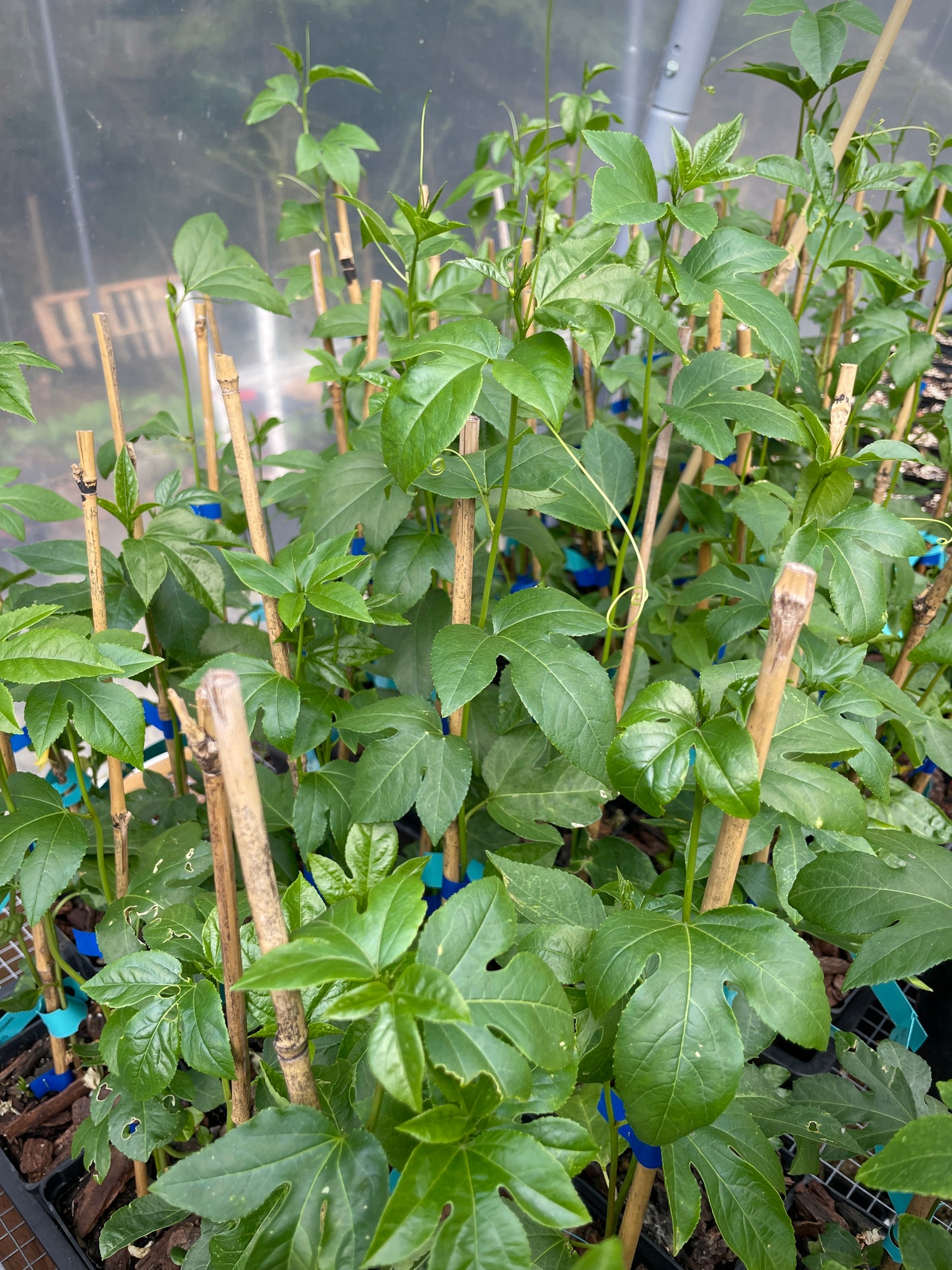 Cold-Hardy Passionfruit Seedling (Maypop)