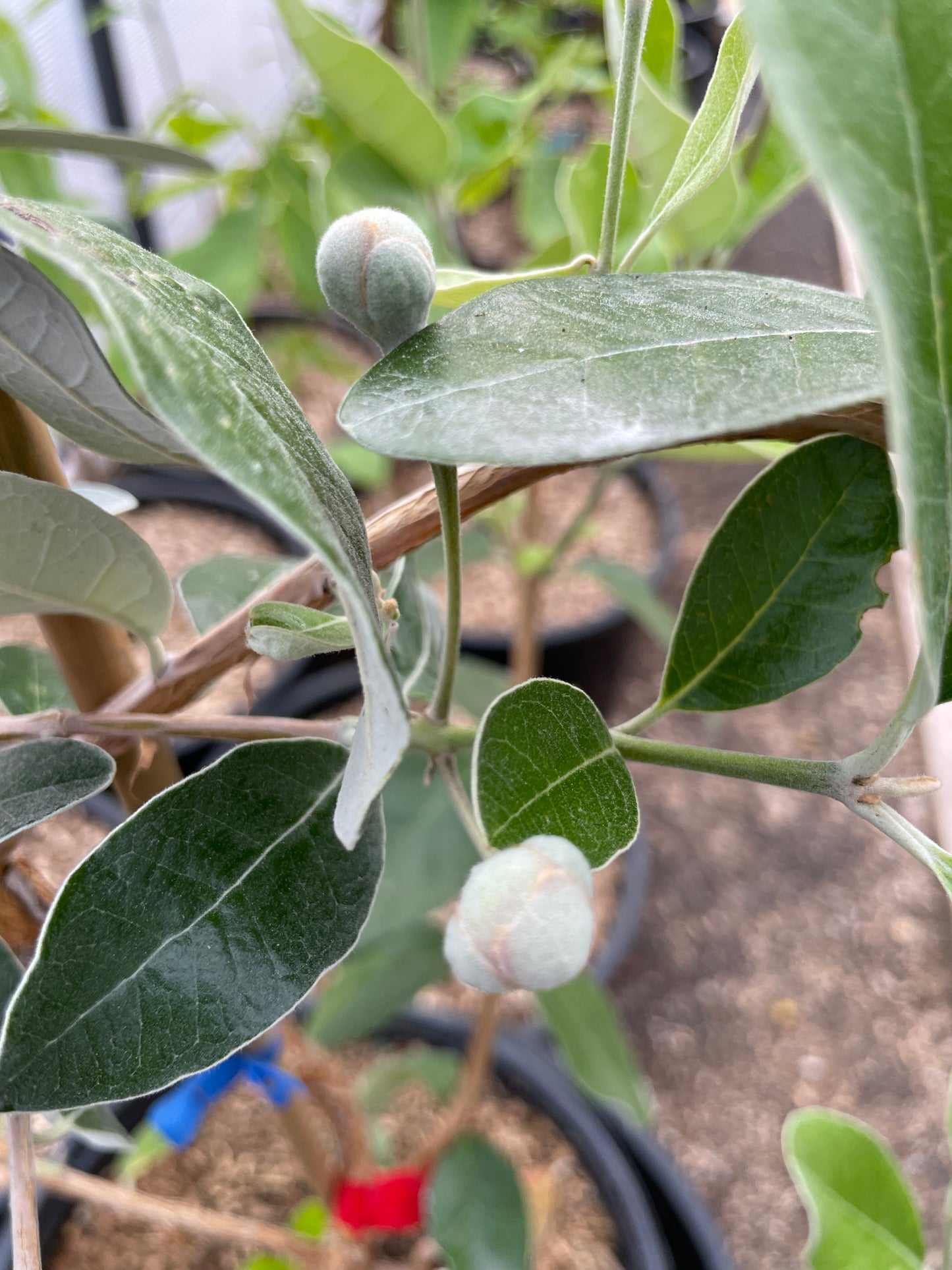 'Unique' Pineapple Guava (Feijoa)