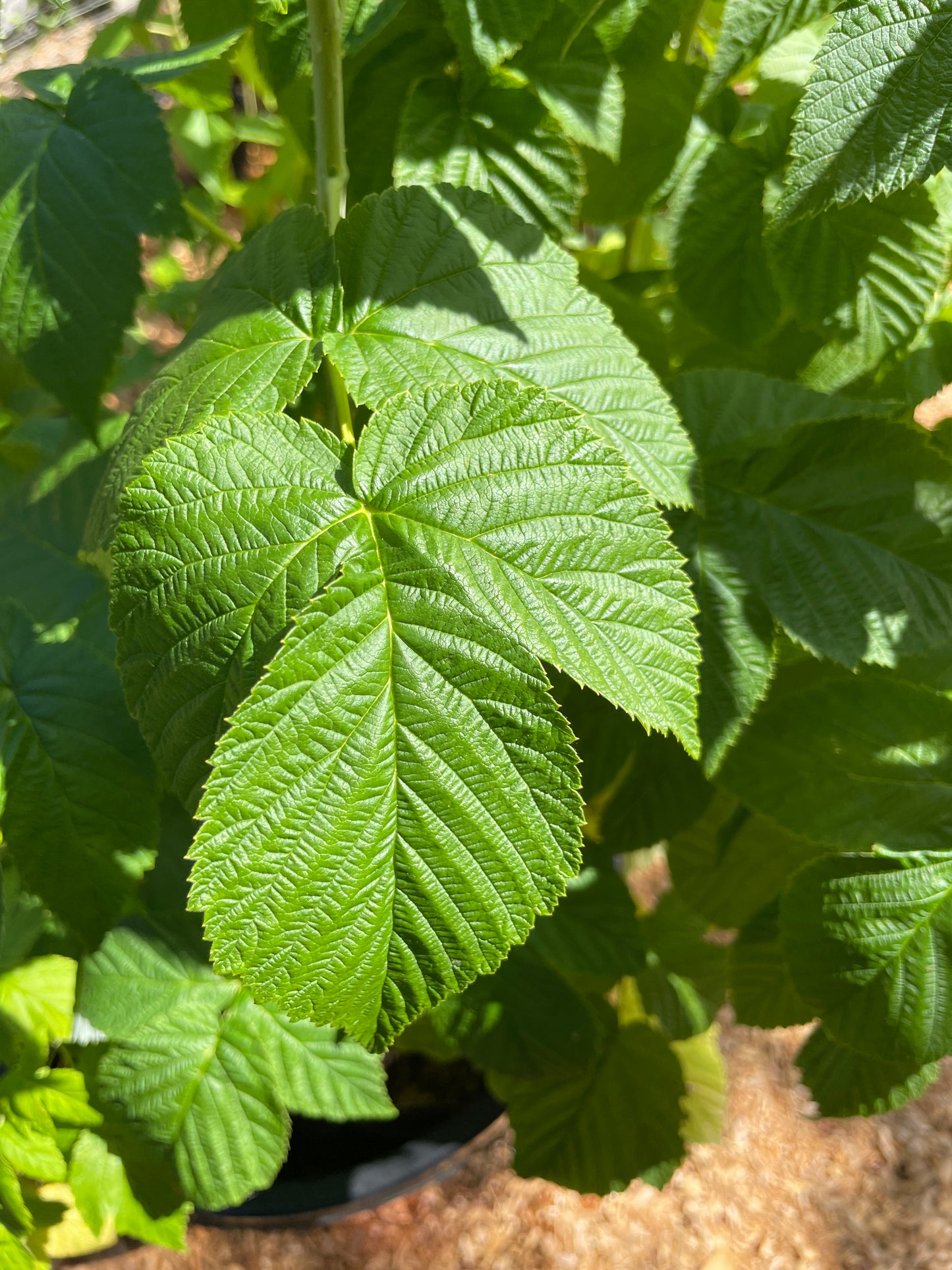 'Fall Gold' Everbearing Raspberry