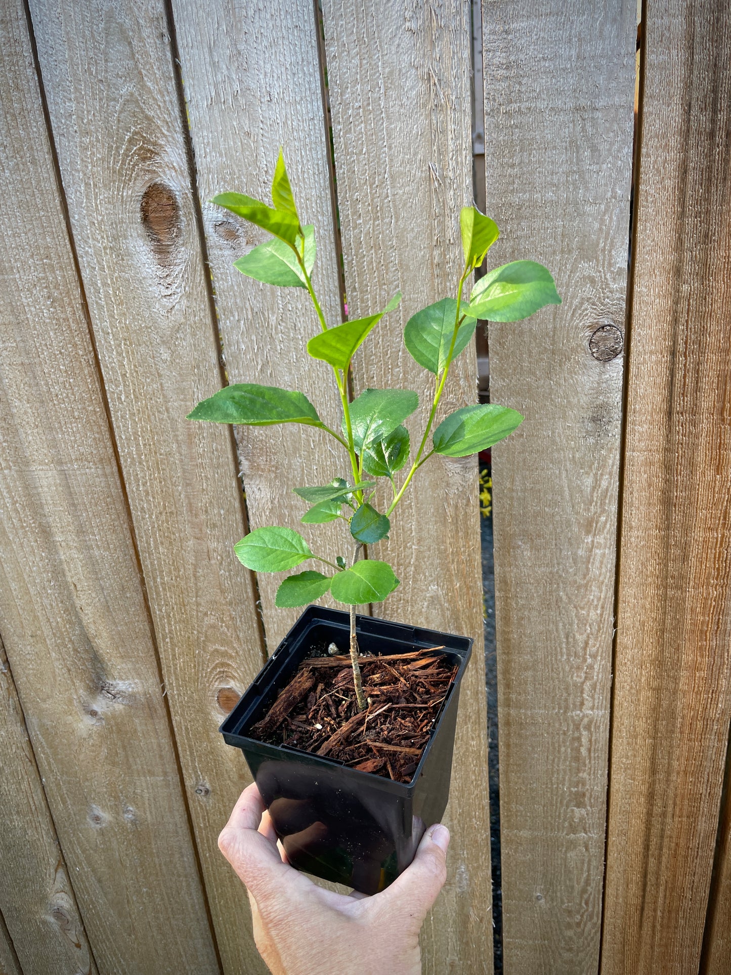 Dwarf Hardy Cherry Shrubs