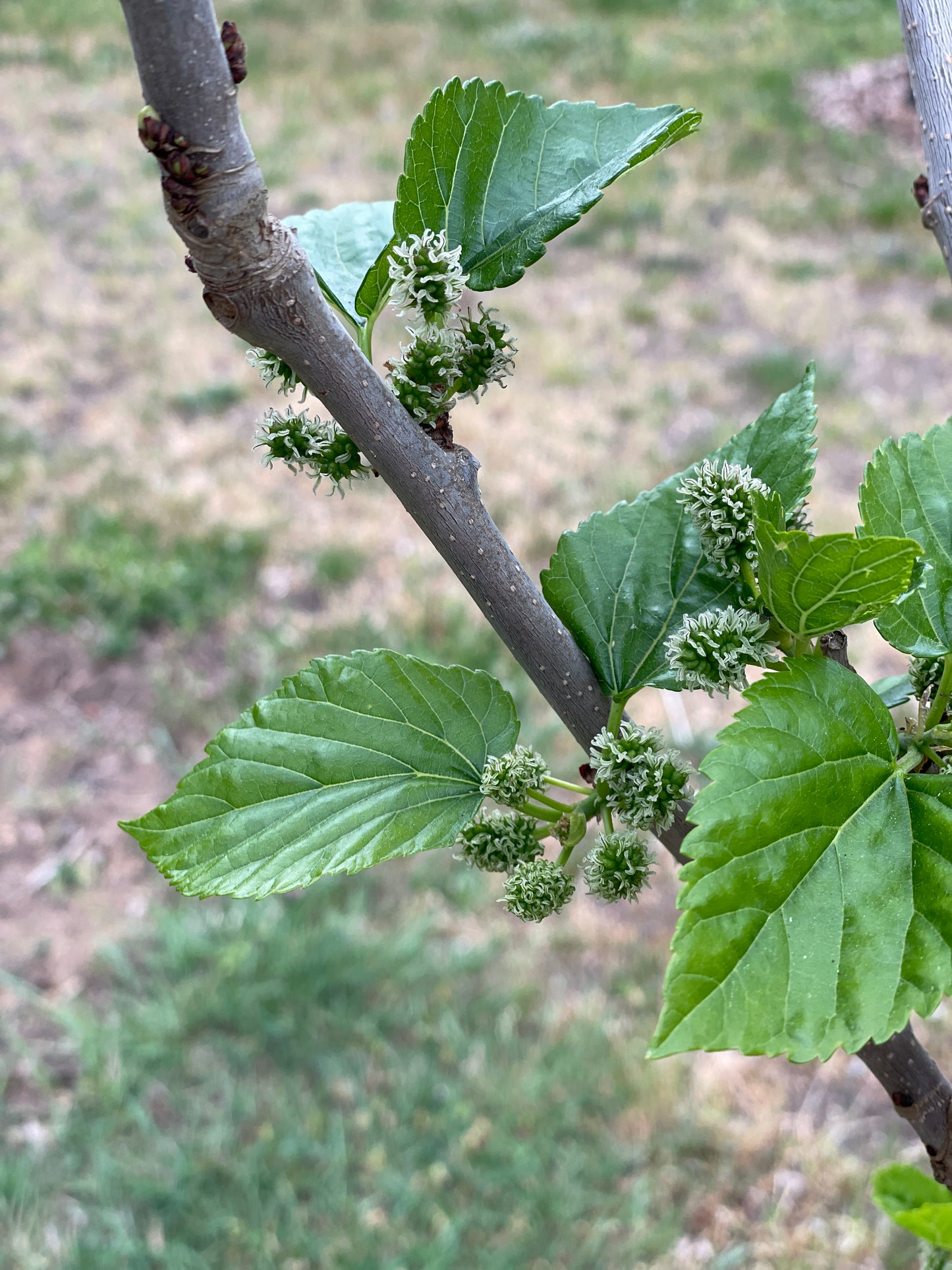 'Ik Soo Bong' Mulberry