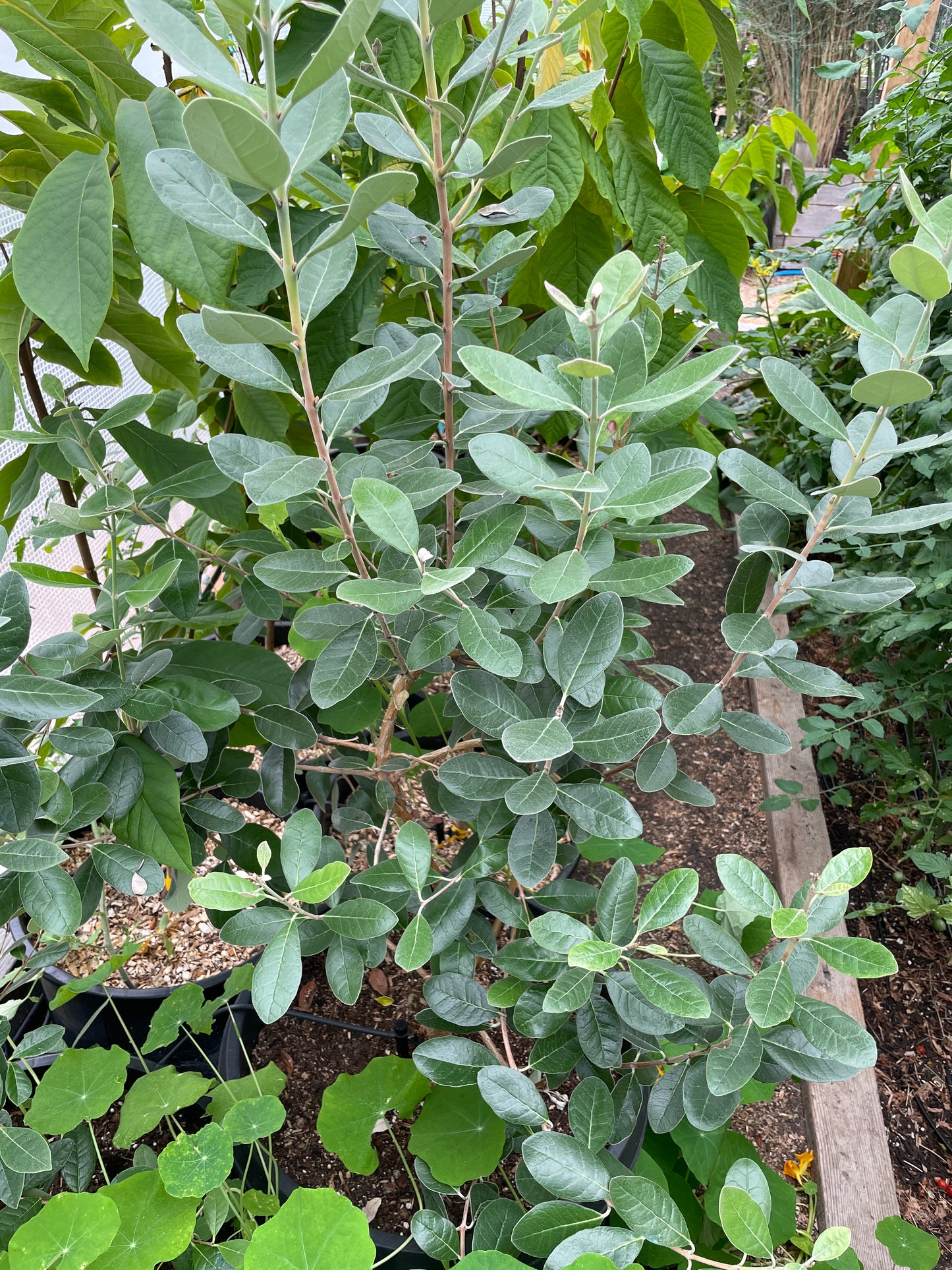'Unique' Pineapple Guava (Feijoa)