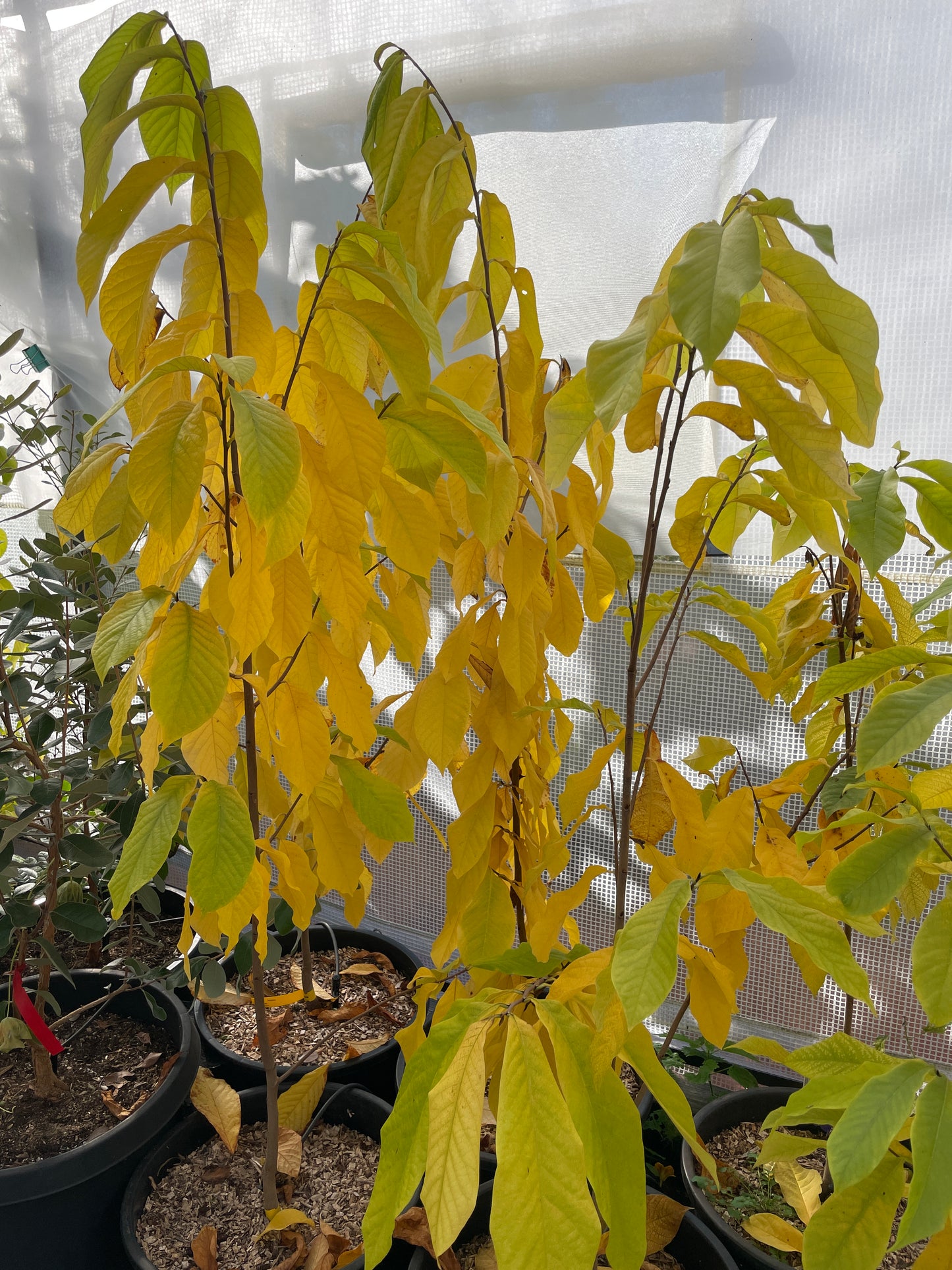 'Sunflower' Pawpaw