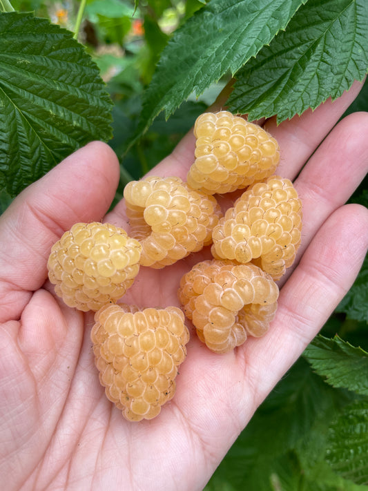 'Fall Gold' Everbearing Raspberry