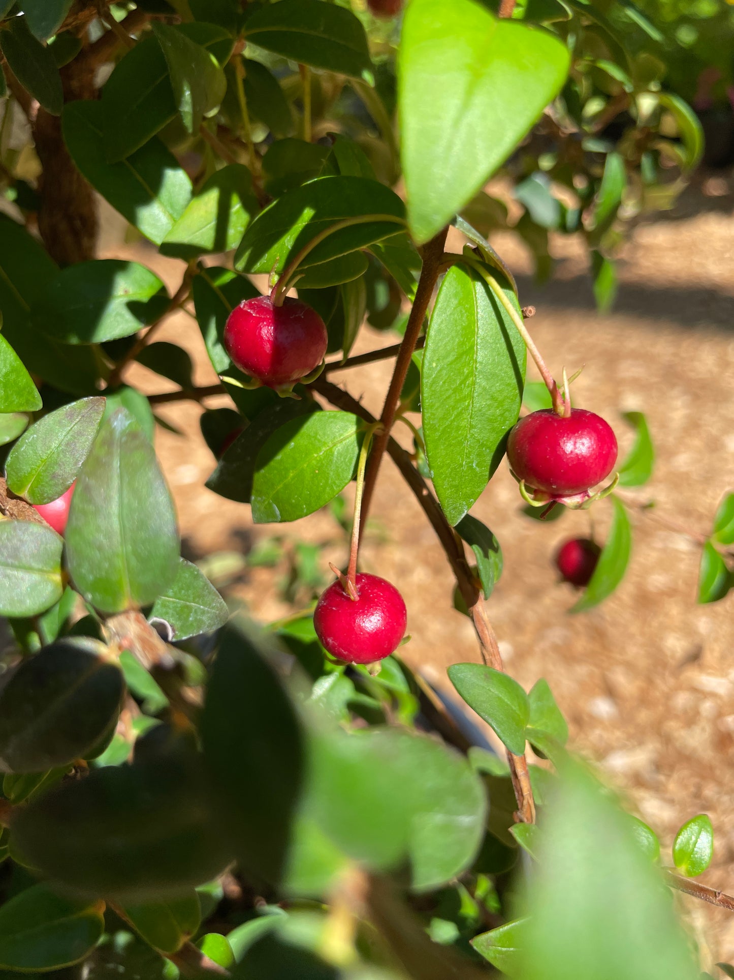 Chilean Guava