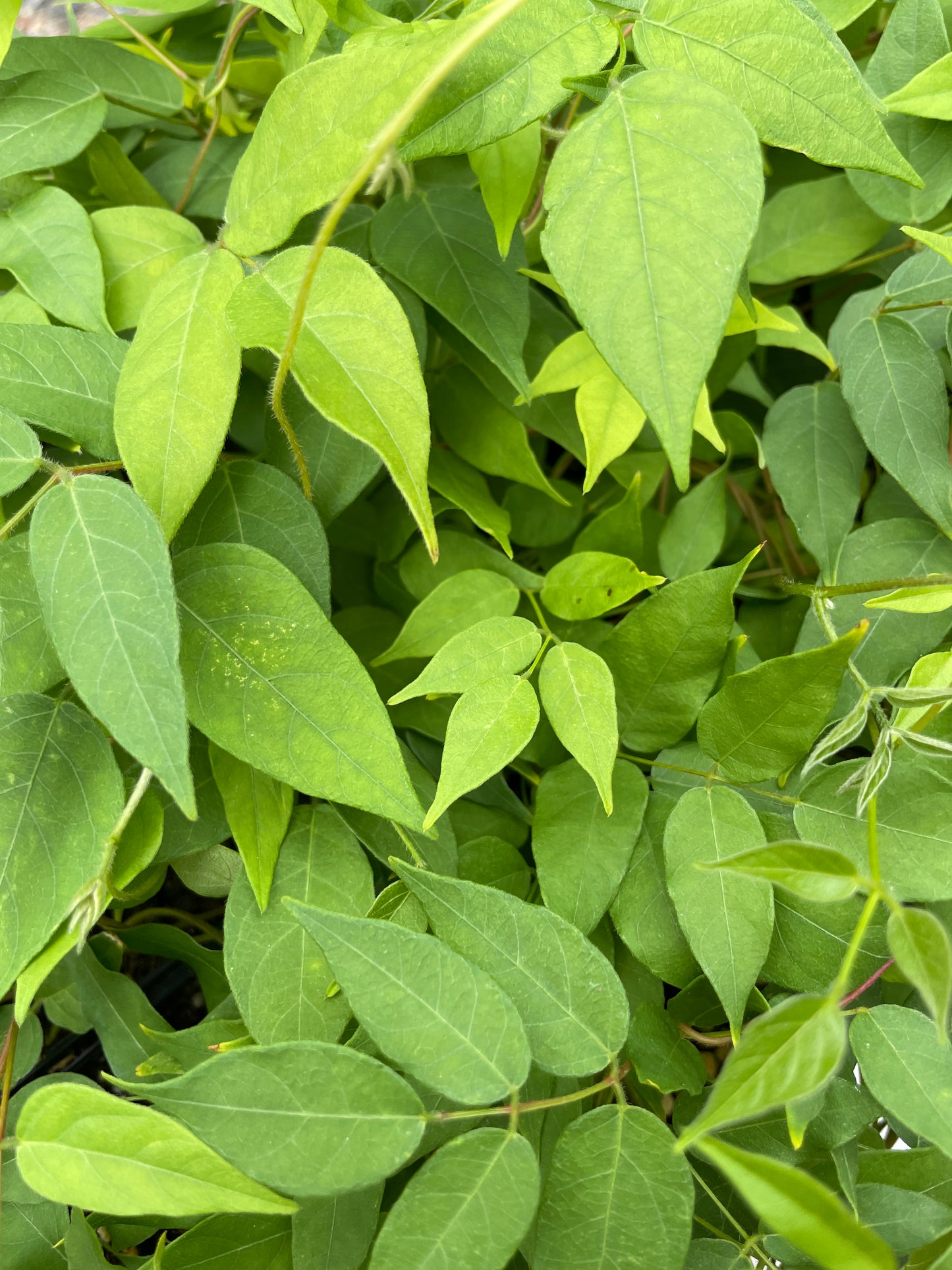 Groundnut