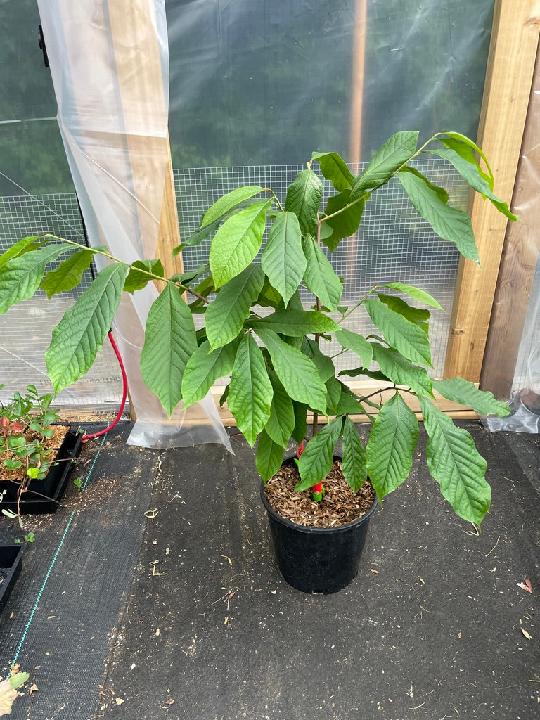 'Sunflower' Pawpaw