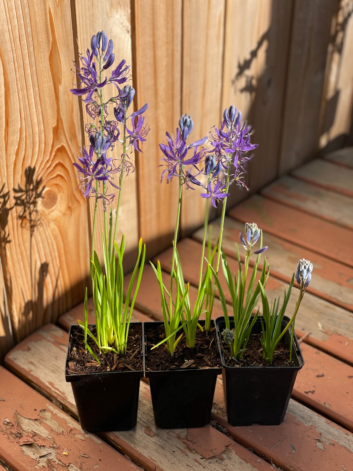 Common Camas