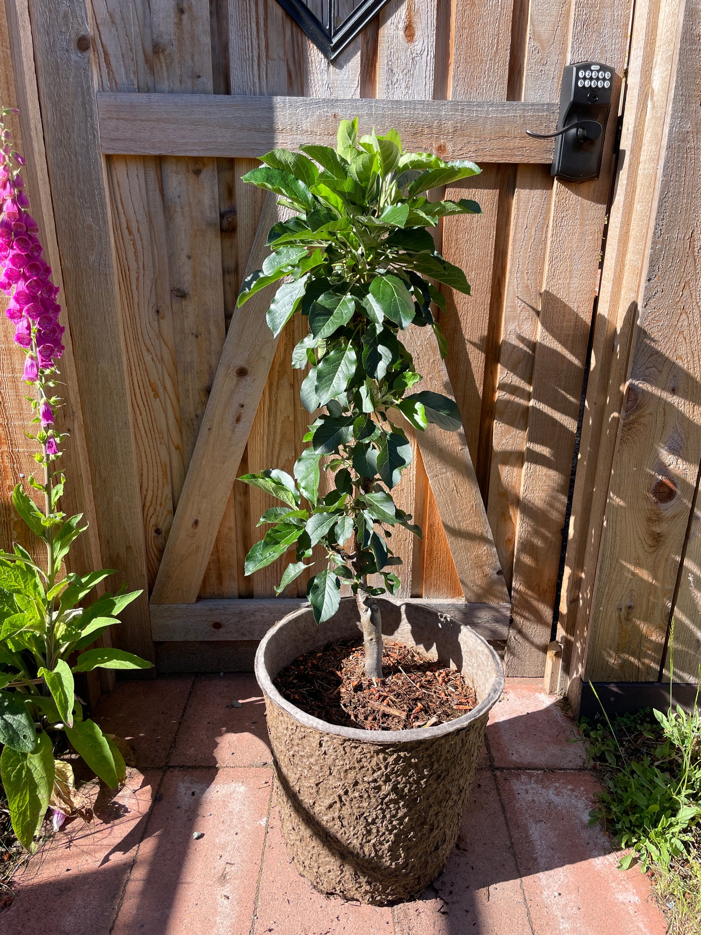 'Blushing Delight'™ Columnar Apple