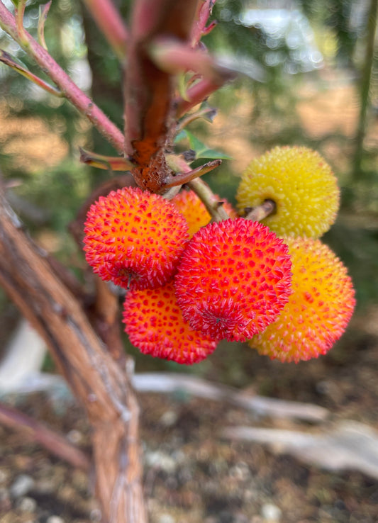 Strawberry Tree