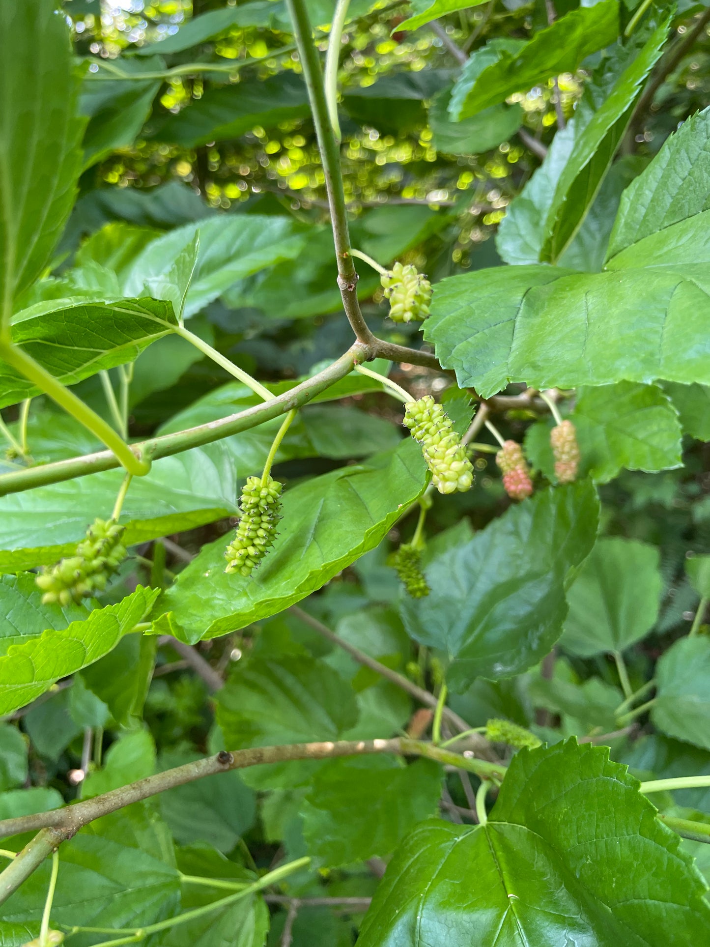 'Illinois Everbearing' Mulberry