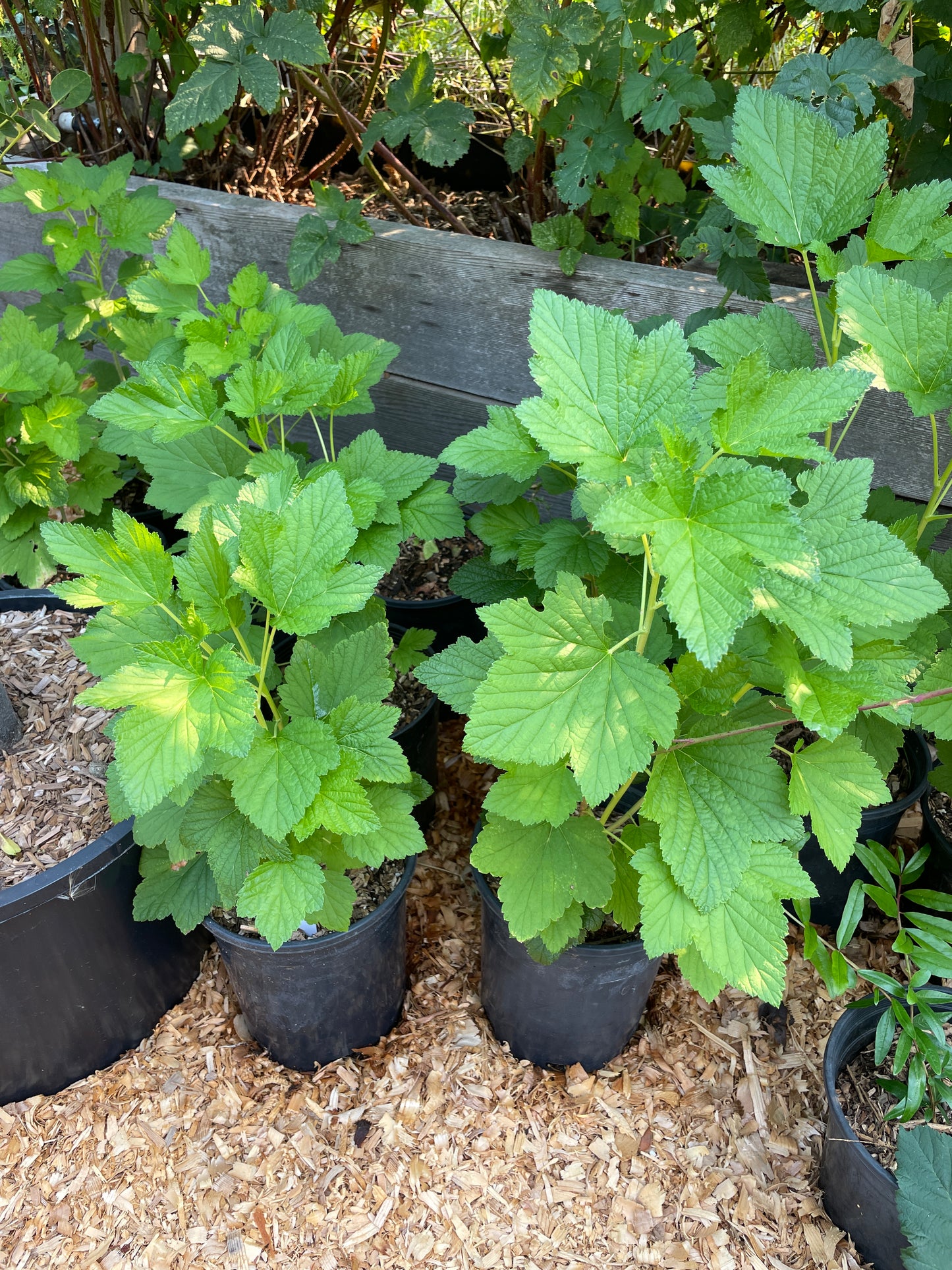 'Tiben' Blackcurrant